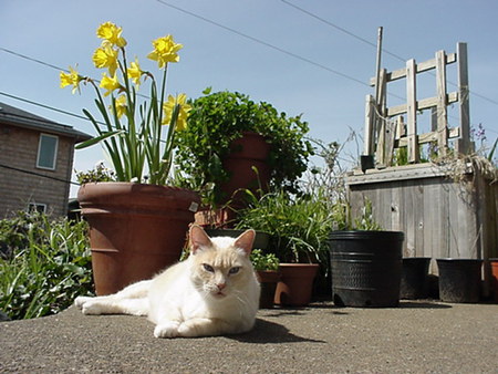 Entry image for Blondie. Clicking this image will show a larger photo