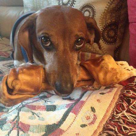 Entry image for Rudy. Clicking this image will show a larger photo