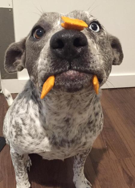 Entry image for Cali. Clicking this image will show a larger photo