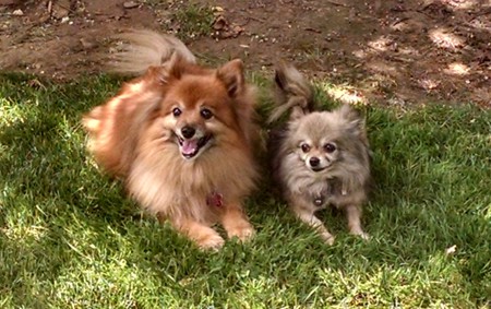 Entry image for Homey and Tinkerbell. Clicking this image will show a larger photo