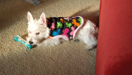 Entry image for Sir Frosti. Clicking this image will show a larger photo