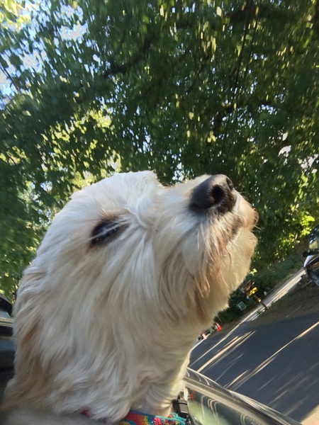 Entry image for Maggie . Clicking this image will show a larger photo