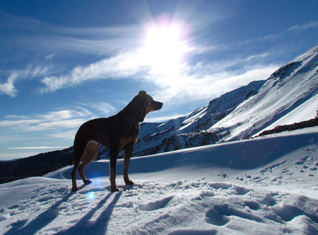 Entry image for Indigo. Clicking this image will show a larger photo