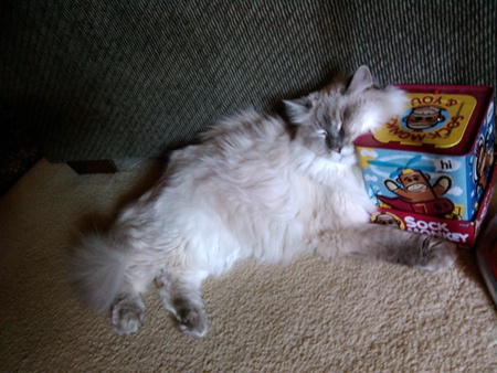 Entry image for Pearly Girl. Clicking this image will show a larger photo