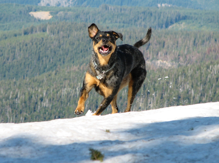 Entry image for Indigo. Clicking this image will show a larger photo