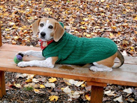 Entry image for Arrowyn (pronounced Arrow-win). Clicking this image will show a larger photo