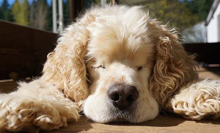 Entry image for Tobey. Clicking this image will show a larger photo