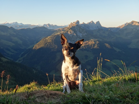 Entry image for Ratatouille. Clicking this image will show a larger photo