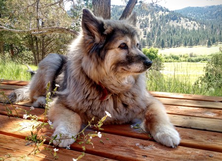 Entry image for Vera. Clicking this image will show a larger photo