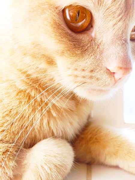 Entry image for Finnegan. Clicking this image will show a larger photo