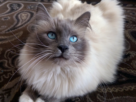 Entry image for Brisco Carney Jr.. Clicking this image will show a larger photo