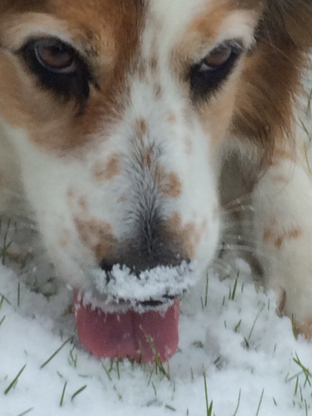 Entry image for Abby. Clicking this image will show a larger photo