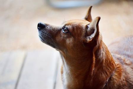 Entry image for Cooper. Clicking this image will show a larger photo