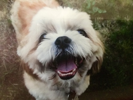 Entry image for Oscar. Clicking this image will show a larger photo