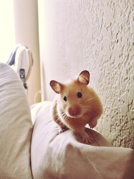 Entry image for Olivia. Clicking this image will show a larger photo