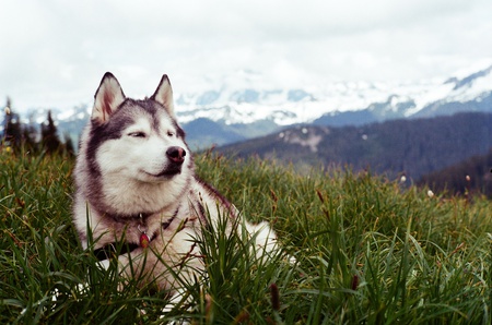 Entry image for Tika. Clicking this image will show a larger photo