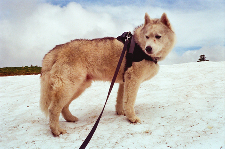 Entry image for Kiba. Clicking this image will show a larger photo