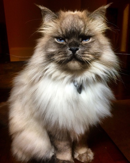 Entry image for Isaac (Sir Isaac Shub Shub). Clicking this image will show a larger photo