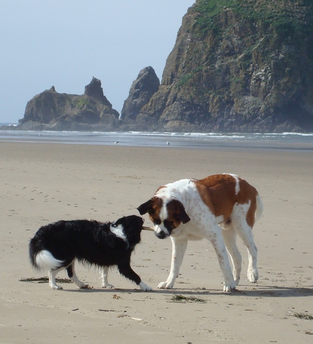 Entry image for Bruno and Bella. Clicking this image will show a larger photo