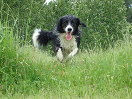 Entry image for Bella. Clicking this image will show a larger photo