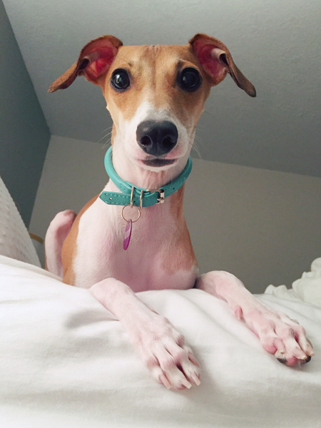 Entry image for Norah. Clicking this image will show a larger photo