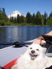 Entry image for Sam. Clicking this image will show a larger photo