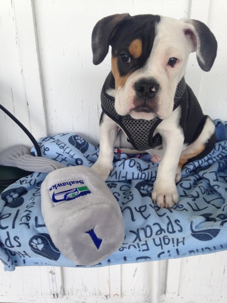 Entry image for Bruschi. Clicking this image will show a larger photo