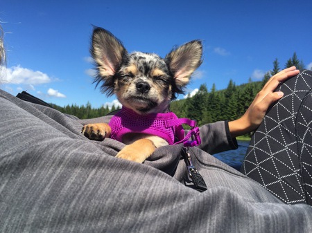 Entry image for Kimchi. Clicking this image will show a larger photo