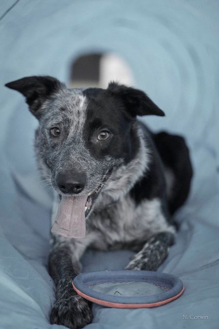 Entry image for Cade. Clicking this image will show a larger photo