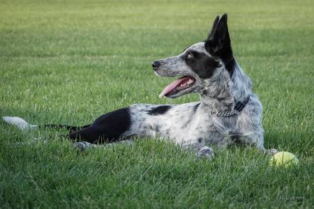 Entry image for Annie. Clicking this image will show a larger photo