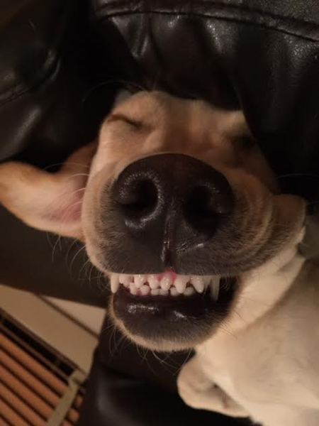 Entry image for Riley. Clicking this image will show a larger photo