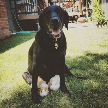 Entry image for Charlie Brown. Clicking this image will show a larger photo