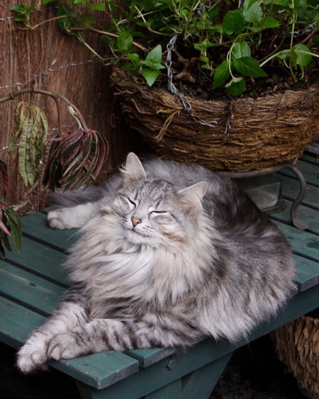 Entry image for Astrid. Clicking this image will show a larger photo