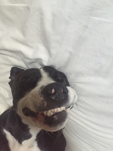 Entry image for Wee-Bey. Clicking this image will show a larger photo