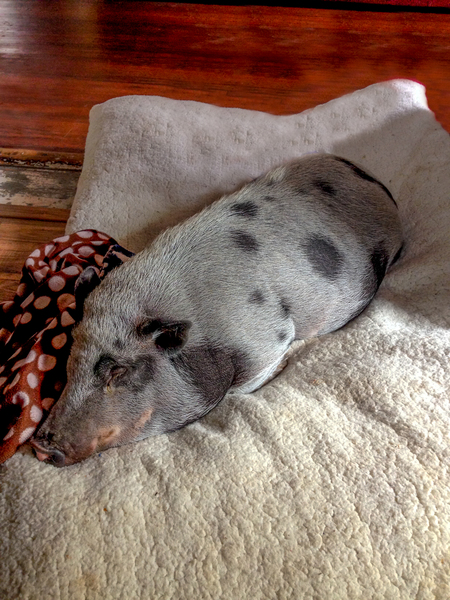 Entry image for DOG. Clicking this image will show a larger photo