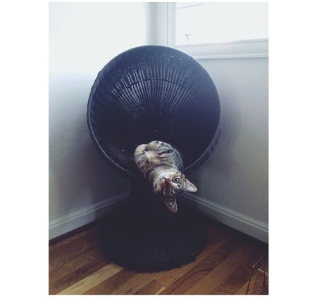 Entry image for Leland. Clicking this image will show a larger photo