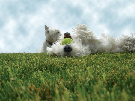 Entry image for Findlay. Clicking this image will show a larger photo