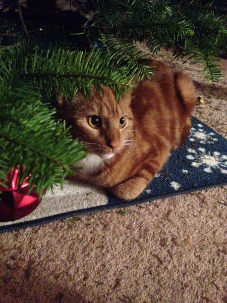 Entry image for Biscotti . Clicking this image will show a larger photo