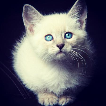 Entry image for Tiny. Clicking this image will show a larger photo