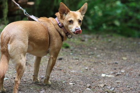 Entry image for Lola. Clicking this image will show a larger photo