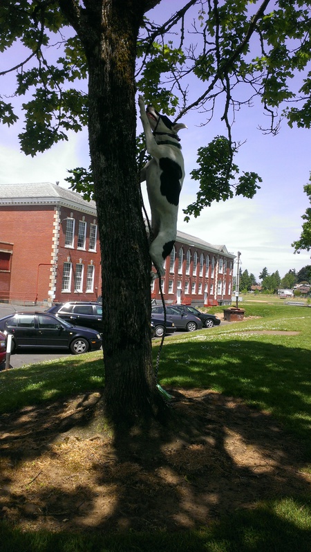 Entry image for Tane. Clicking this image will show a larger photo