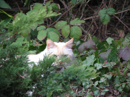 Entry image for Casper. Clicking this image will show a larger photo