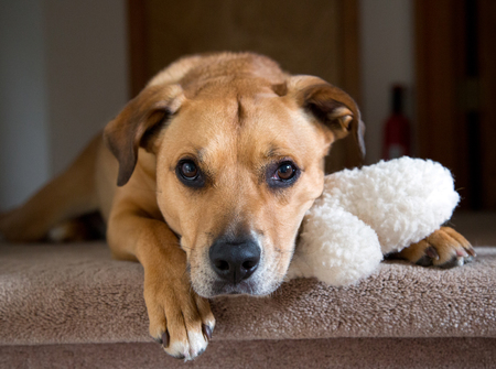 Entry image for Daisy. Clicking this image will show a larger photo