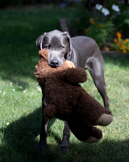 Entry image for Sam. Clicking this image will show a larger photo