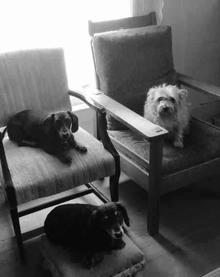 Entry image for Wally, Stella and Roy. Clicking this image will show a larger photo