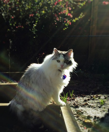 Entry image for Munky. Clicking this image will show a larger photo