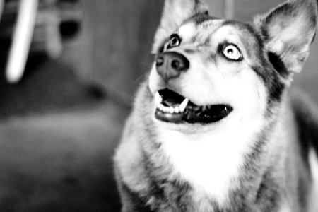 Entry image for xavier. Clicking this image will show a larger photo