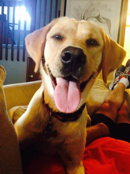 Entry image for Samantha Kangaroo-dog Leatherman. Clicking this image will show a larger photo