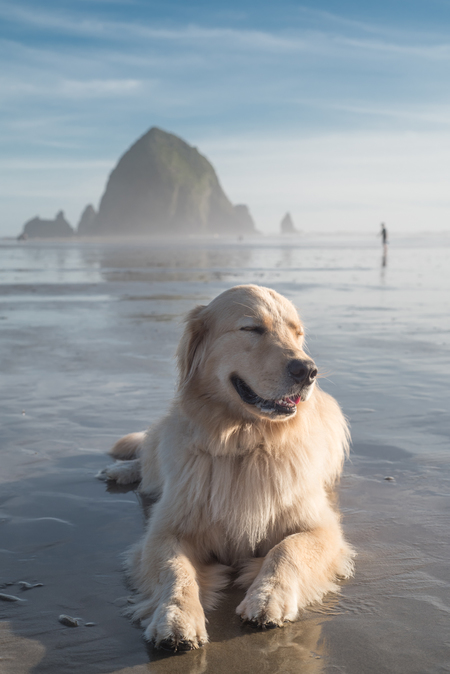 Entry image for Scout. Clicking this image will show a larger photo