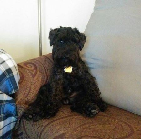 Entry image for Klaus. Clicking this image will show a larger photo